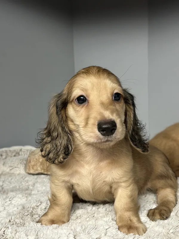 Mufasa – Miniature Dachshund puppy for sale in Rural Retreat, VA