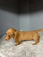 Peaches, a female Miniature Dachshund for sale in Rural Retreat, VA – 5 of 8