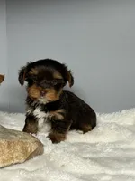 Bentley, a male Yorkshire Terrier for sale in Rural Retreat, VA – 3 of 6