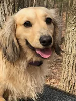 Nolan, a male Miniature Dachshund for sale in Rural Retreat, VA – 5 of 7