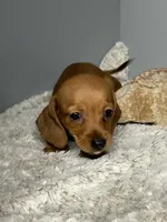 Rosy, a female Miniature Dachshund for sale in Rural Retreat, VA – 2 of 6