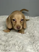 Reuben, a male Miniature Dachshund for sale in Rural Retreat, VA – 3 of 5