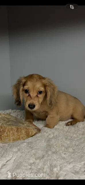 Rookie – Miniature Dachshund puppy for sale in Rural Retreat, VA