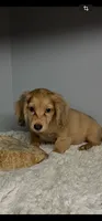 Rookie, a male Miniature Dachshund for sale in Rural Retreat, VA – 1 of 4