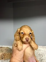 Peaches, a female Miniature Dachshund for sale in Rural Retreat, VA – 6 of 8
