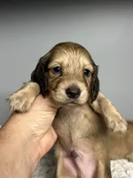 Mufasa, a male Miniature Dachshund for sale in Rural Retreat, VA – 3 of 8