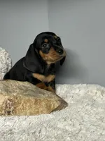 Jack, a male Miniature Dachshund for sale in Rural Retreat, VA – 3 of 7