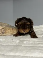 Brock , a male Yorkshire Terrier for sale in Rural Retreat, VA – 3 of 4