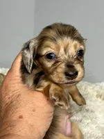 Nolan, a male Miniature Dachshund for sale in Rural Retreat, VA – 7 of 7