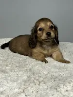 Sweetness, a female Miniature Dachshund for sale in Rural Retreat, VA – 3 of 4
