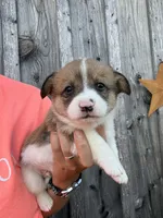 Rusty, a male Pembroke Welsh Corgi for sale in Rural Retreat, VA – 4 of 4
