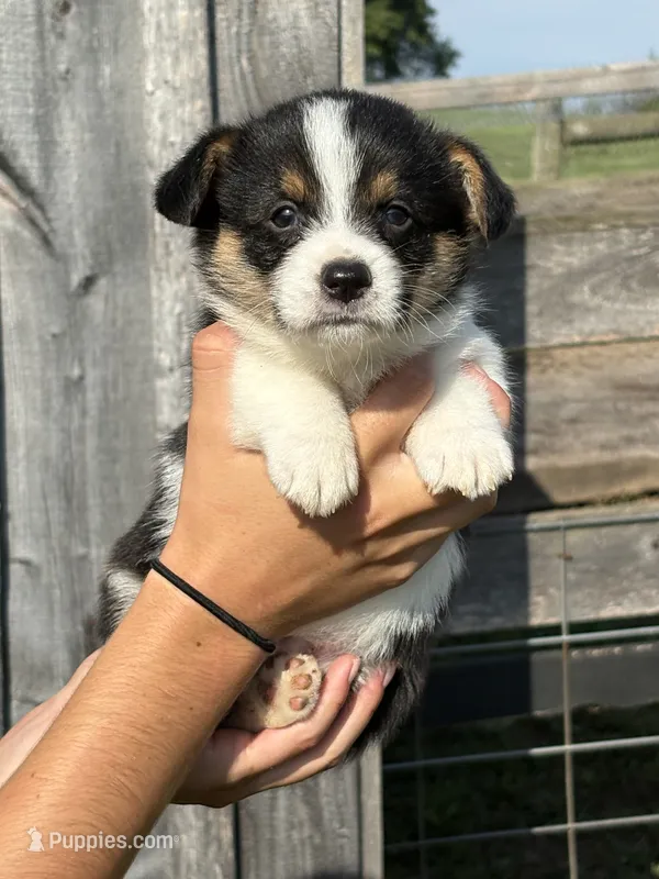 Snickers – Pembroke Welsh Corgi puppy for sale in Rural Retreat, VA