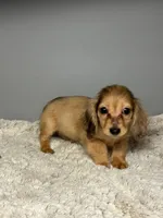 Nugget, a male Miniature Dachshund for sale in Rural Retreat, VA – 3 of 7