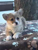 Yanki, a male Pembroke Welsh Corgi for sale in Rural Retreat, VA – Photo 1 of 5