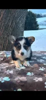 Yulanda, a female Pembroke Welsh Corgi for sale in Rural Retreat, VA – Photo 2 of 6