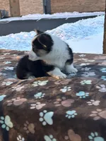 Yulanda, a female Pembroke Welsh Corgi for sale in Rural Retreat, VA – Photo 4 of 6