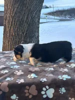 Yulanda, a female Pembroke Welsh Corgi for sale in Rural Retreat, VA – Photo 5 of 6