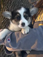 Yulanda, a female Pembroke Welsh Corgi for sale in Rural Retreat, VA – Photo 1 of 6