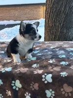 Yulanda, a female Pembroke Welsh Corgi for sale in Rural Retreat, VA – Photo 6 of 6