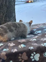 Yanki, a male Pembroke Welsh Corgi for sale in Rural Retreat, VA – Photo 2 of 5