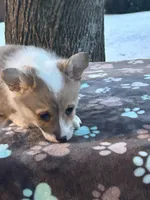 Yanki, a male Pembroke Welsh Corgi for sale in Rural Retreat, VA – Photo 3 of 5