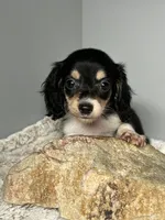 Precious, a female Miniature Dachshund for sale in Rural Retreat, VA – 3 of 6