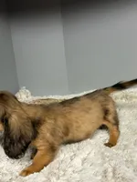 Bonnie, a female Miniature Dachshund for sale in Rural Retreat, VA – 4 of 7