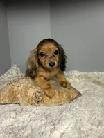 Bonnie, a female Miniature Dachshund for sale in Rural Retreat, VA – 3 of 7