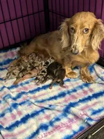 Nolan, a male Miniature Dachshund for sale in Rural Retreat, VA – 4 of 7