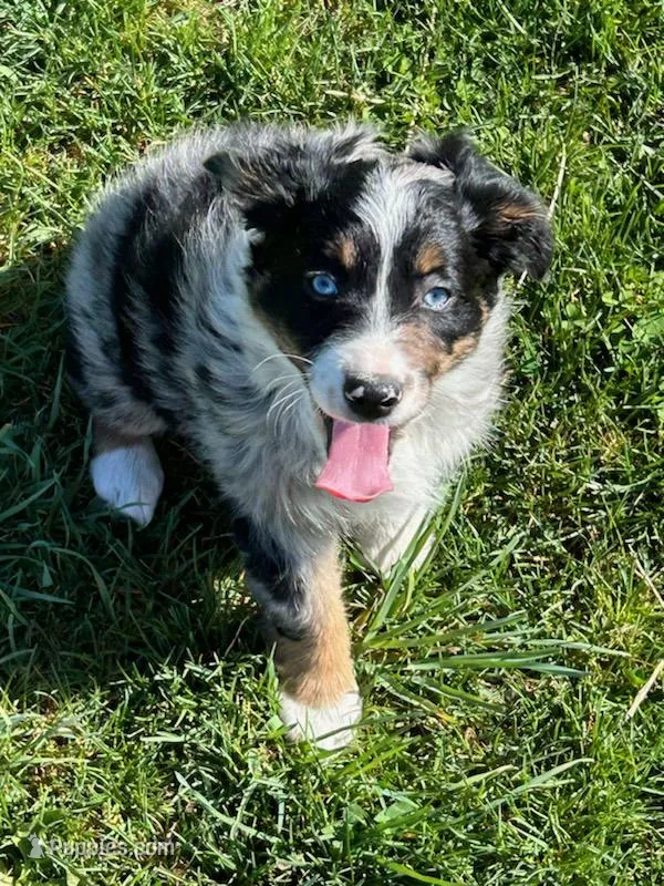 Indie – Miniature Australian Shepherd puppy for sale in Rural Retreat, VA