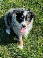 Indie, a female Miniature Australian Shepherd for sale in Rural Retreat, VA – Photo 1 of 5