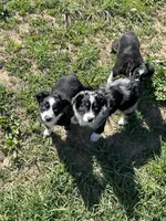 Indie, a female Miniature Australian Shepherd for sale in Rural Retreat, VA – Photo 4 of 5