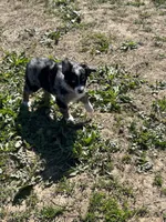 Indie, a female Miniature Australian Shepherd for sale in Rural Retreat, VA – Photo 3 of 5
