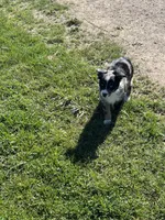 Indie, a female Miniature Australian Shepherd for sale in Rural Retreat, VA – Photo 5 of 5