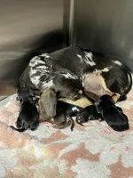 Pete, a male Miniature Dachshund for sale in Rural Retreat, VA – 5 of 5