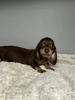 Pete, a male Miniature Dachshund for sale in Rural Retreat, VA – 2 of 5