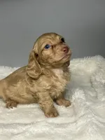Jake, a male Miniature Dachshund for sale in Rural Retreat, VA – 3 of 6
