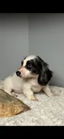 Fiona, a female Miniature Dachshund for sale in Rural Retreat, VA – 2 of 6