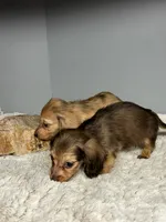 Shady, a male Miniature Dachshund for sale in Rural Retreat, VA – 4 of 6