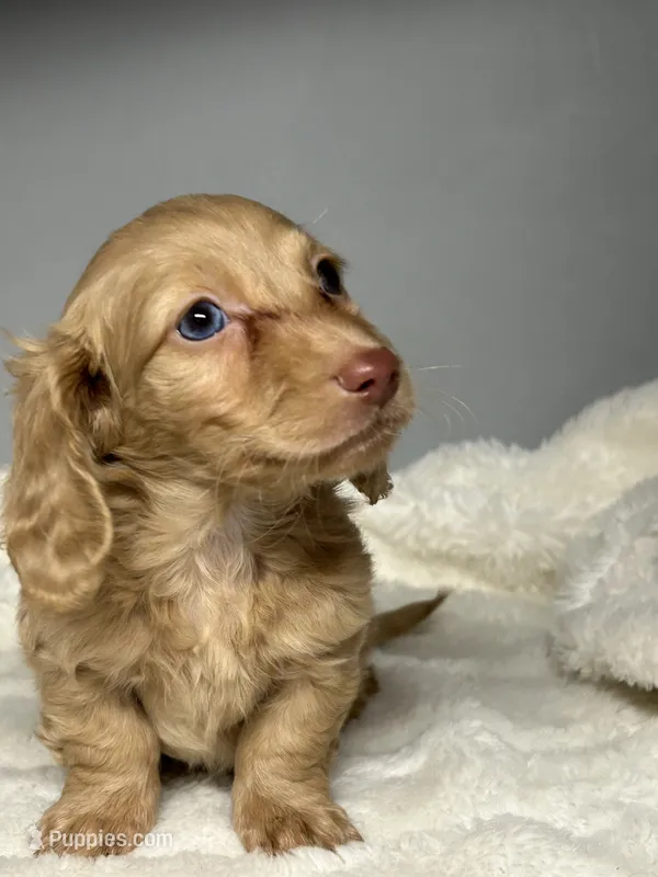 Jake – Miniature Dachshund puppy for sale in Rural Retreat, VA
