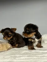 Benny, a male Yorkshire Terrier for sale in Rural Retreat, VA – 4 of 5