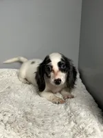 Fiona, a female Miniature Dachshund for sale in Rural Retreat, VA – 3 of 6