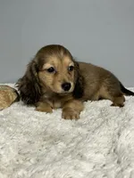 Sweetness, a female Miniature Dachshund for sale in Rural Retreat, VA – 4 of 4
