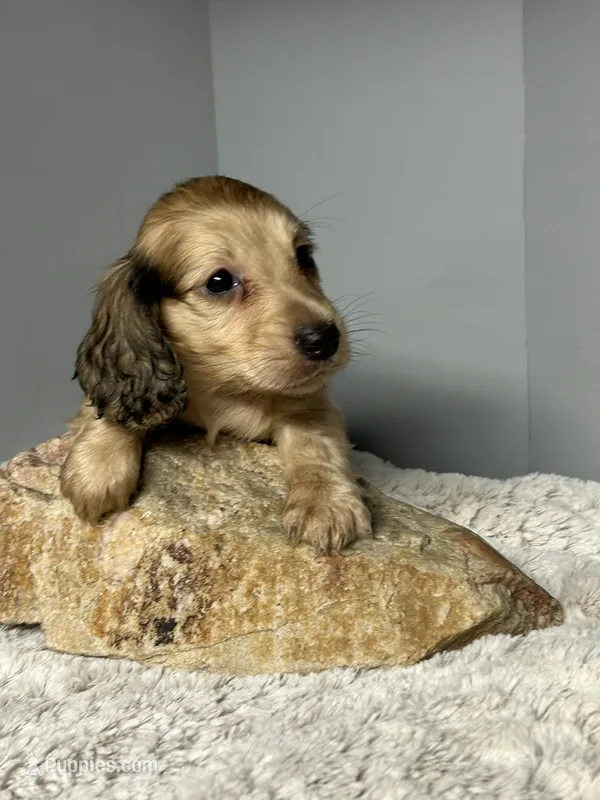 Mufasa – Miniature Dachshund puppy for sale in Rural Retreat, VA