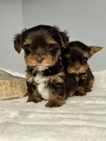 Bentley, a male Yorkshire Terrier for sale in Rural Retreat, VA – 6 of 6