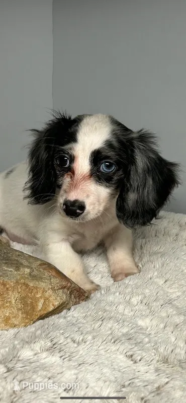 Fiona – Miniature Dachshund puppy for sale in Rural Retreat, VA
