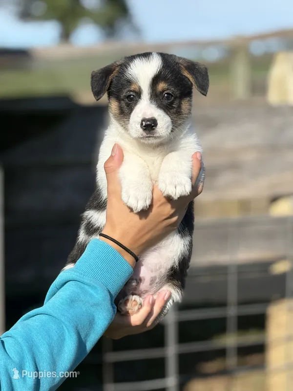 Buddy – Pembroke Welsh Corgi puppy for sale in Rural Retreat, VA