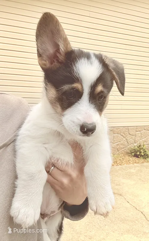 Buddy – Pembroke Welsh Corgi puppy for sale in Rural Retreat, VA
