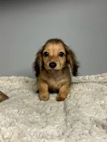 Shady, a male Miniature Dachshund for sale in Rural Retreat, VA – 2 of 6