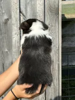 Snickers, a male Pembroke Welsh Corgi for sale in Rural Retreat, VA – 3 of 4